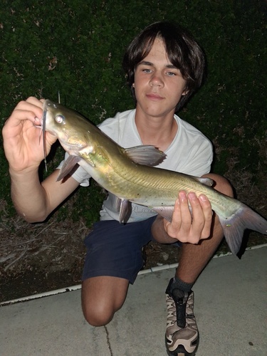 Ictalurus punctatus observed 2026-10-26