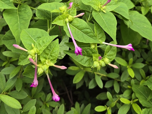 Mirabilis jalapa observed 2026-10-27