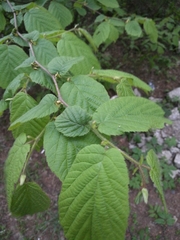 Corylus avellana