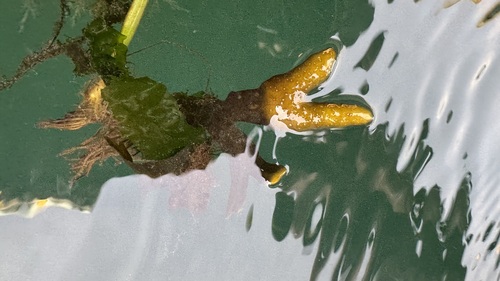 Fucus distichus observed 2026-10-26