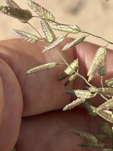 Eragrostis cilianensis observed 2026-10-26