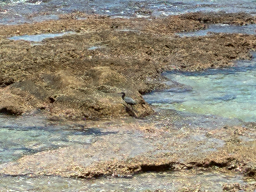 Egretta sacra observed 2026-10-27