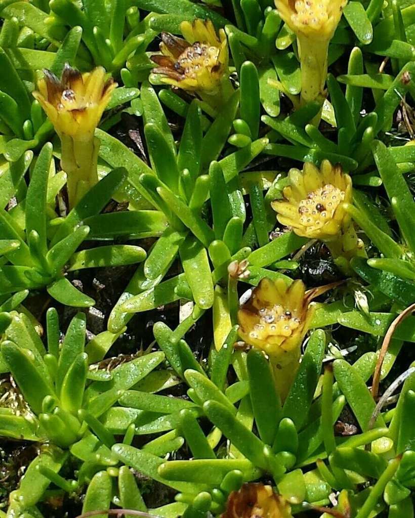Snow-wort (Abrotanella nivigena)