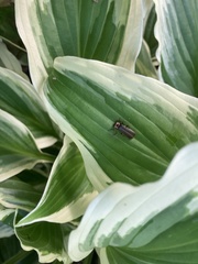 Podabrus brevicollis