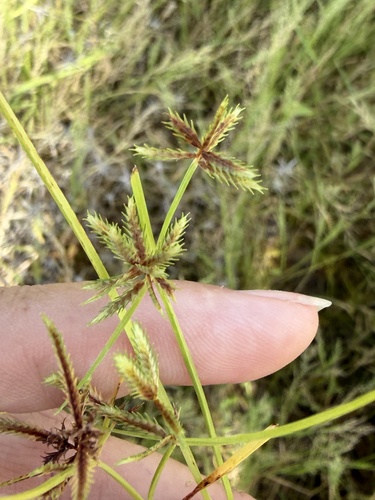 Cyperus squarrosus observed 2026-10-26
