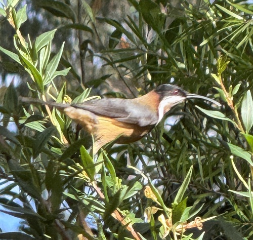 Acanthorhynchus tenuirostris observed 2026-10-27