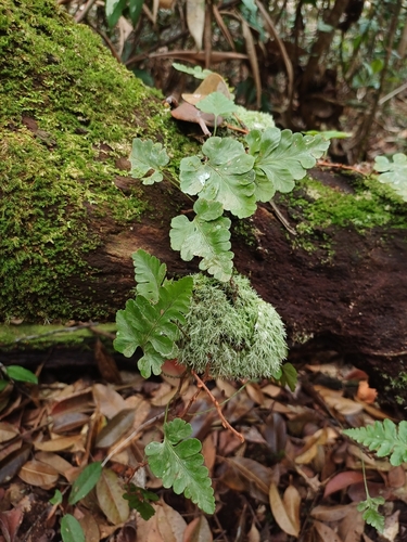 Davallia repens observed 2026-10-18