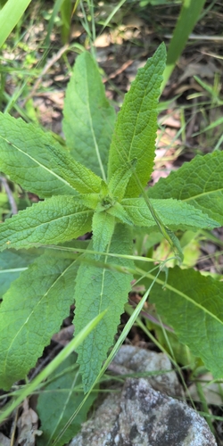 Verbascum virgatum observed 2026-10-27