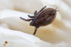 Eremaeoidea