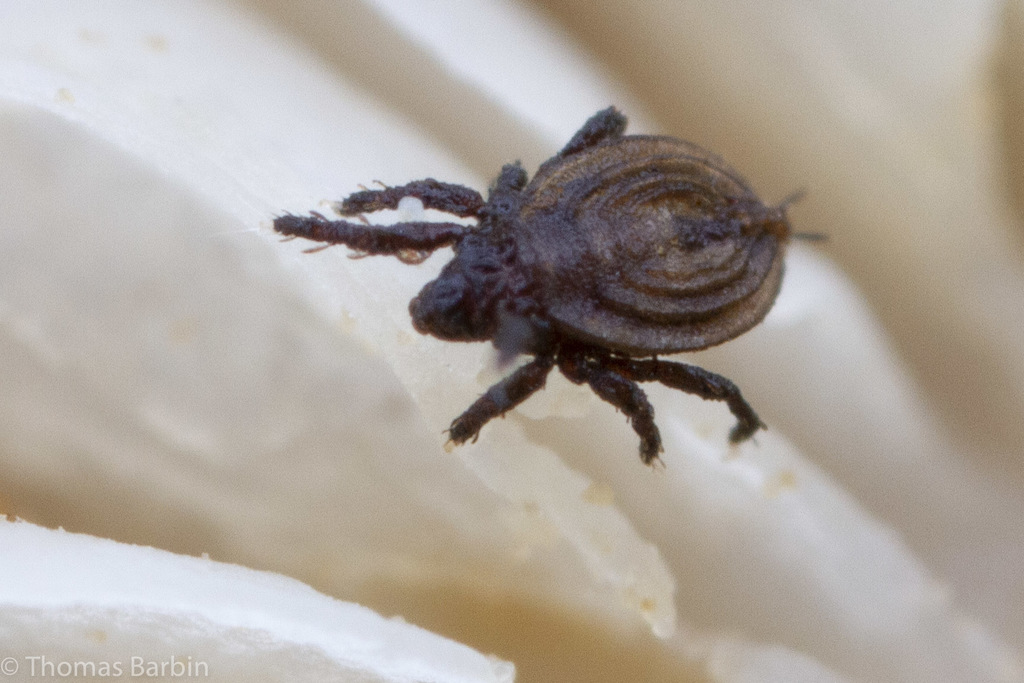 Eremaeoidea