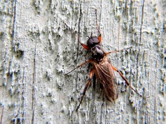 Bibio xanthopus