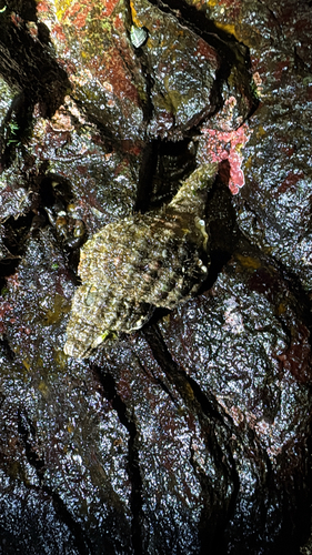 Fusitriton oregonensis observed 2026-10-26