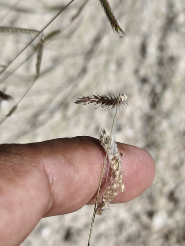 Bouteloua barbata observed 2026-10-24