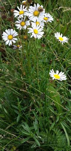 Image of Hill Daisy (Brachyscome aculeata) by (c) Russell Best, some rights reserved (CC BY)