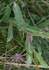 Brachyscome aculeata