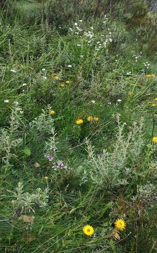 Image of Hill Daisy (Brachyscome aculeata) by (c) Russell Best, some rights reserved (CC BY)