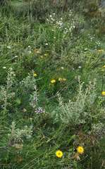 Brachyscome aculeata