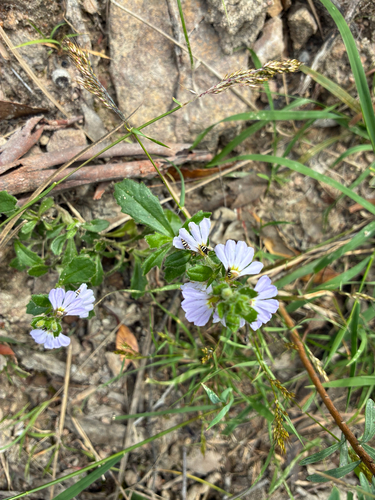 Scaevola albida observed 2026-10-27