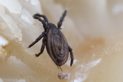 Eremaeoidea