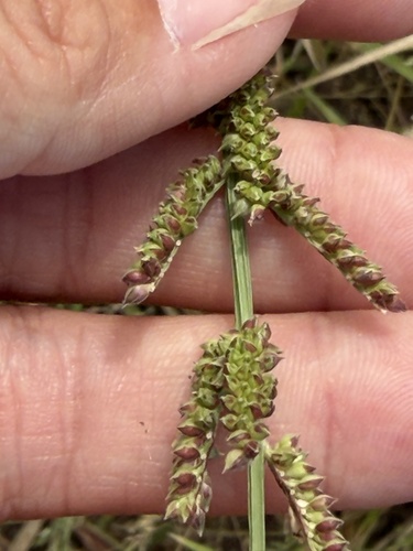 Echinochloa colonum observed 2026-10-26