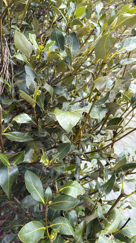 Avicennia marina observed 2026-10-27