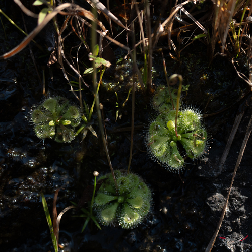Drosera burmannii observed 2026-10-25