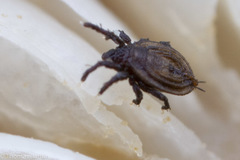Eremaeoidea