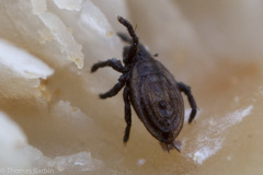 Eremaeoidea