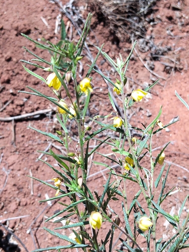 Chamaecrista mimosoides observed 2026-10-26