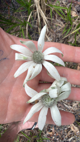Actinotus observed 2026-10-27