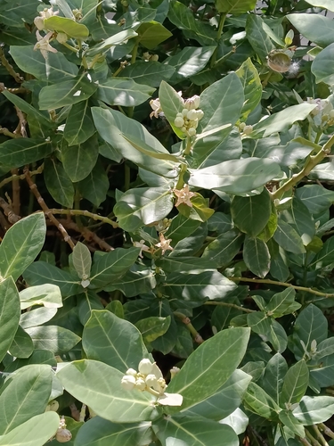 Calotropis gigantea observed 2026-10-27