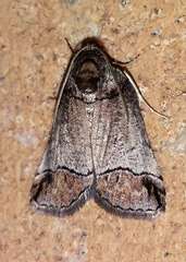 Drymoptila temenitis