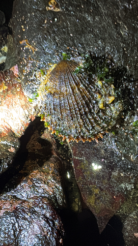 Crassadoma gigantea, 2026-10-26
