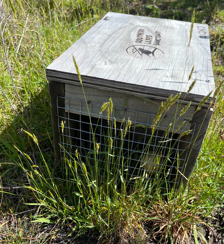 Anthoxanthum odoratum observed 2026-10-27