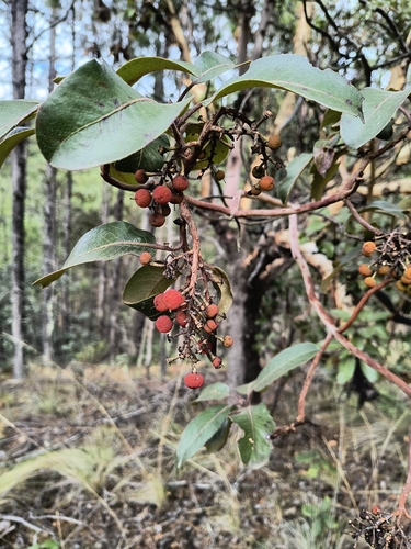 Arbutus xalapensis observed 2026-10-25