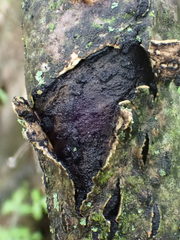 Diatrype disciformis