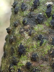 Diatrype disciformis