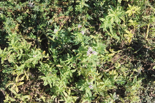Heliotropium curassavicum observed 2026-10-26
