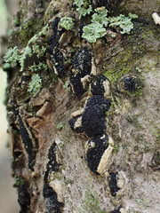 Diatrype disciformis