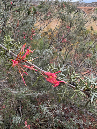 Grevillea observed 2026-10-27