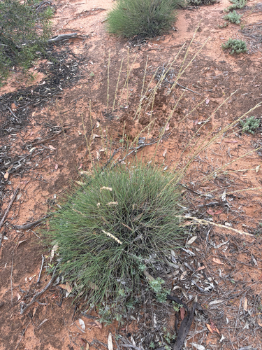 Triodia irritans observed 2026-10-27