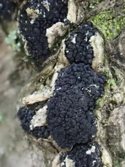 Diatrype disciformis