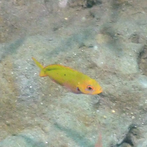 Cephalopholis observed 2026-10-25