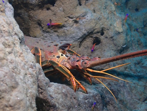 Panulirus observed 2026-10-25