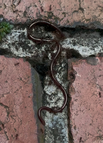 Typhlopidae observed 2026-10-27