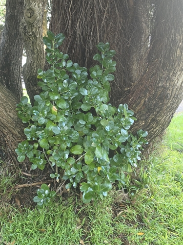 Coprosma observed 2026-10-27