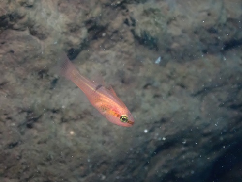 Apogon observed 2026-10-25