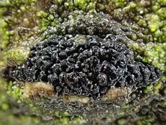 Diatrype disciformis