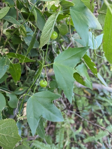Passiflora suberosa observed 2026-10-27