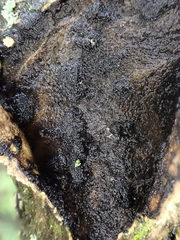 Diatrype disciformis